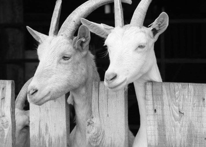 La Ferme Eurreuse